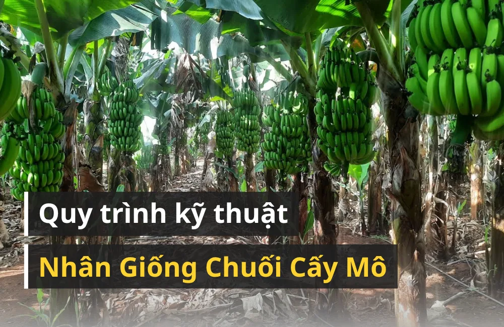 Quy trình nhân giống chuối cấy mô – Bước tiến đột phá giúp nhân giống chuối sạch bệnh, đồng đều và bền vững tại Việt Nam