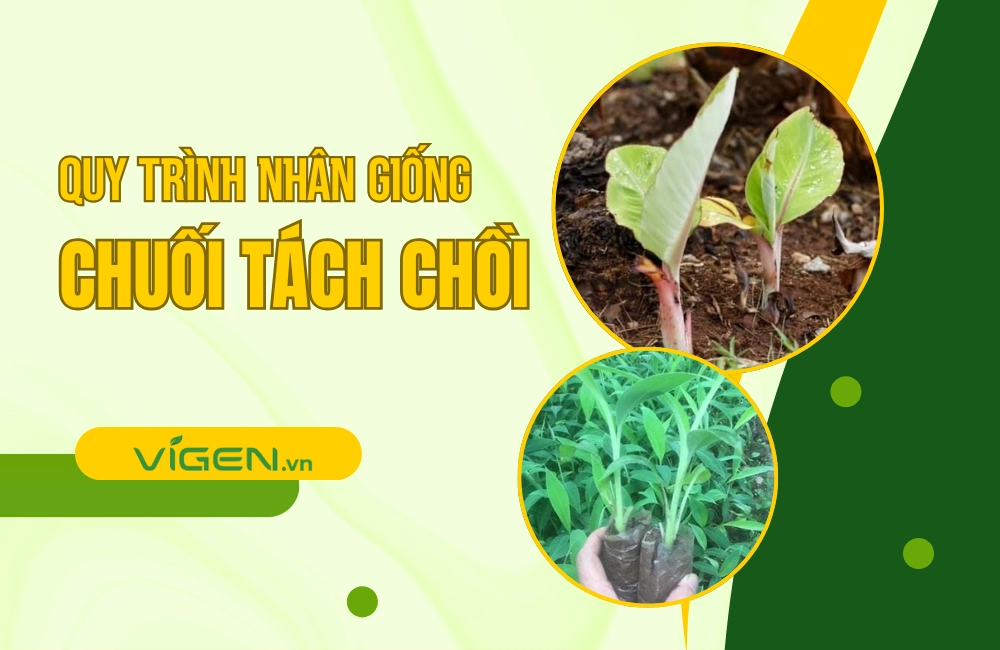 Quy trình nhân giống chuối bằng cách tách chồi từ cây mẹ khỏe mạnh