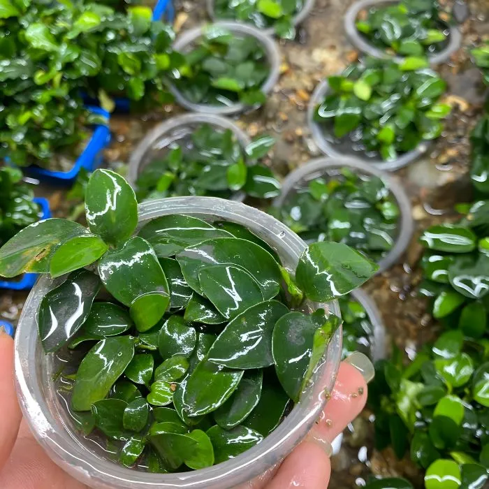 Ráy nana cấy mô tại Vigen