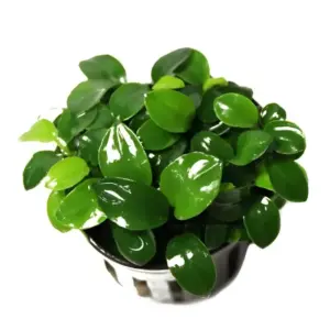 Ráy nana cấy mô