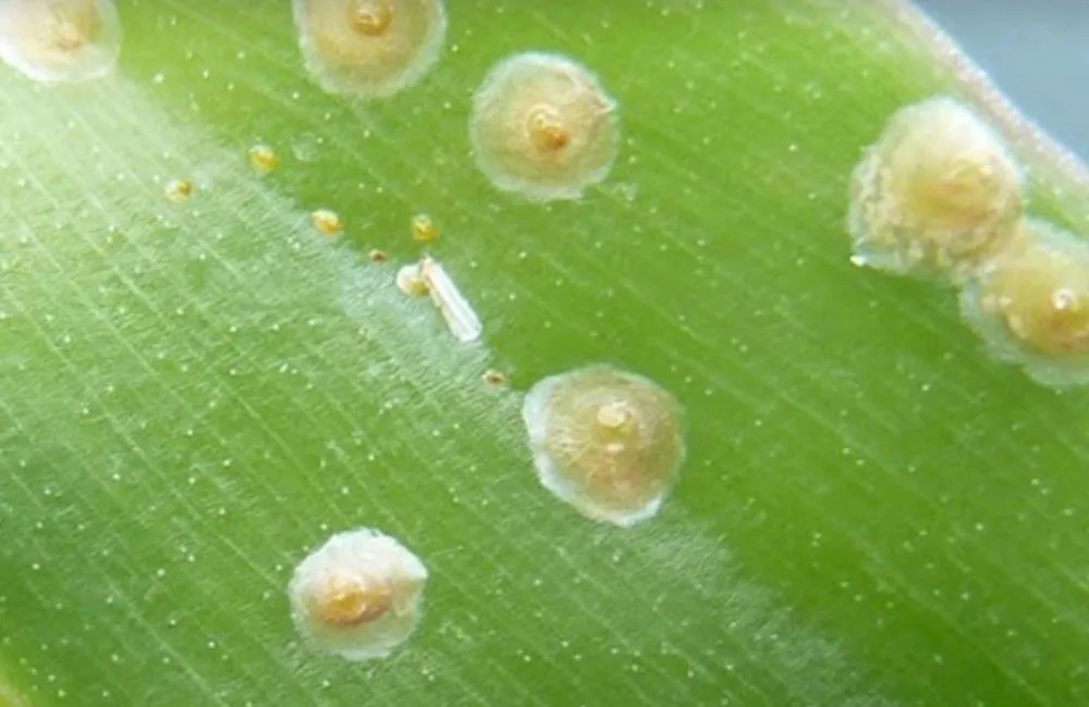 Rệp sáp gây hại cho vanilla