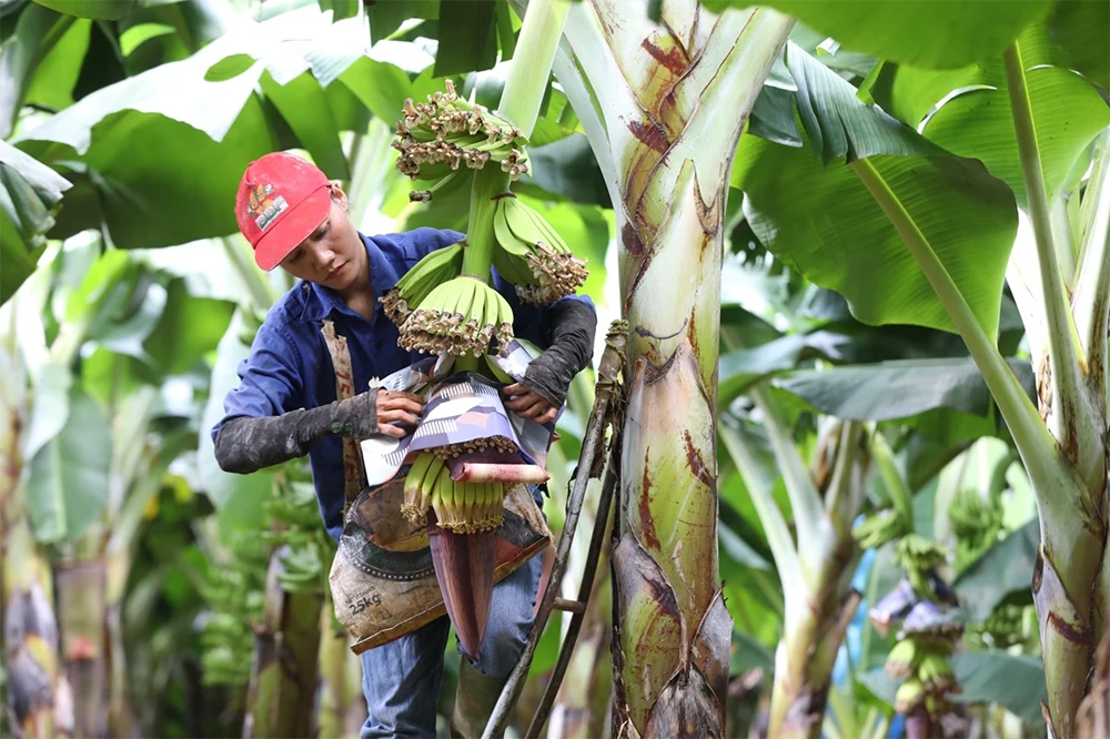 Nhà vườn kiểm tra vườn chuối cấy mô để phát hiện sớm sâu bệnh và đảm bảo chất lượng cây trồng