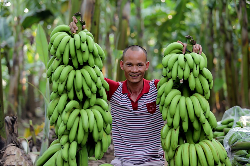 Chuối cấy mô đồng đều, dễ chăm và thu hoạch