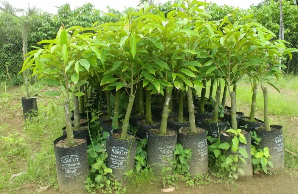 điểm mạnh sầu riêng cấy mô