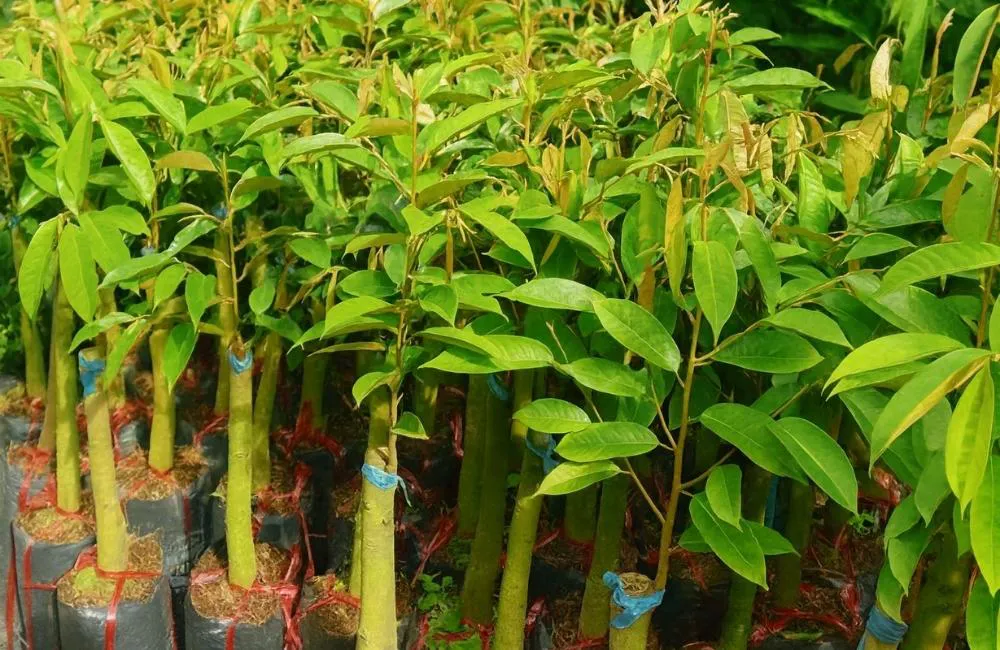 môi trường nuôi cấy mô sầu riêng