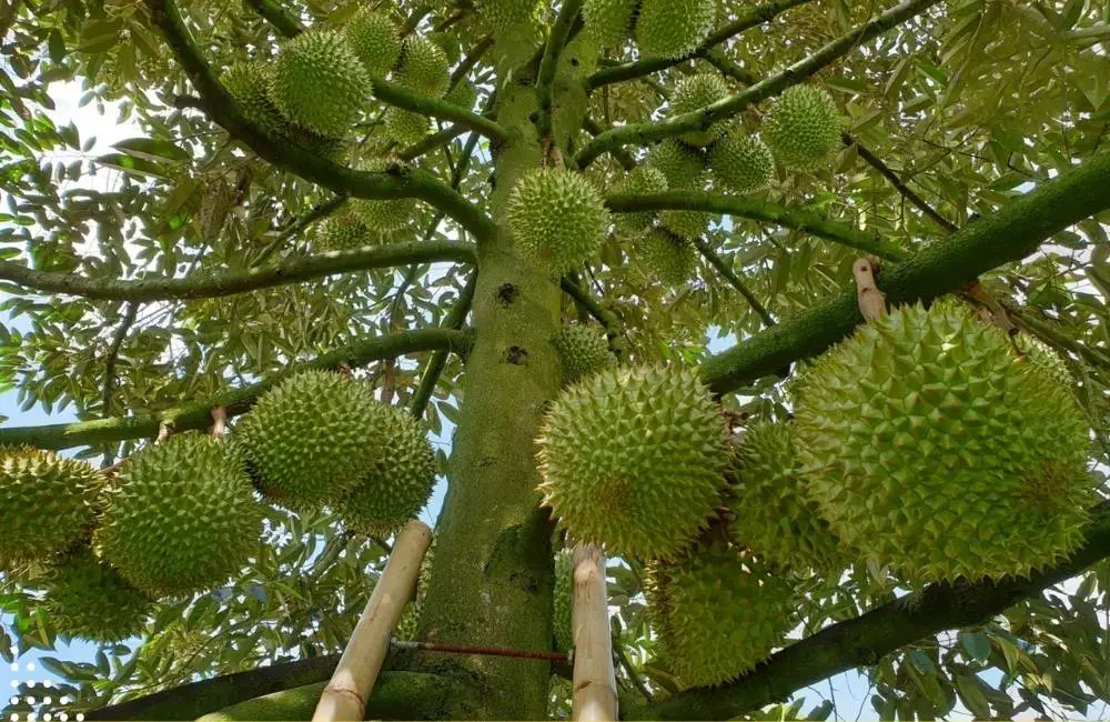 kỹ thuật nuôi sầu riêng cấy mô