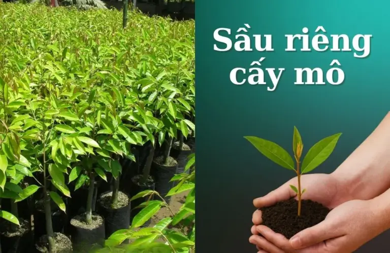 Sầu riêng cấy mô có gì đặc biệt? Vì sao được ưa chuộng