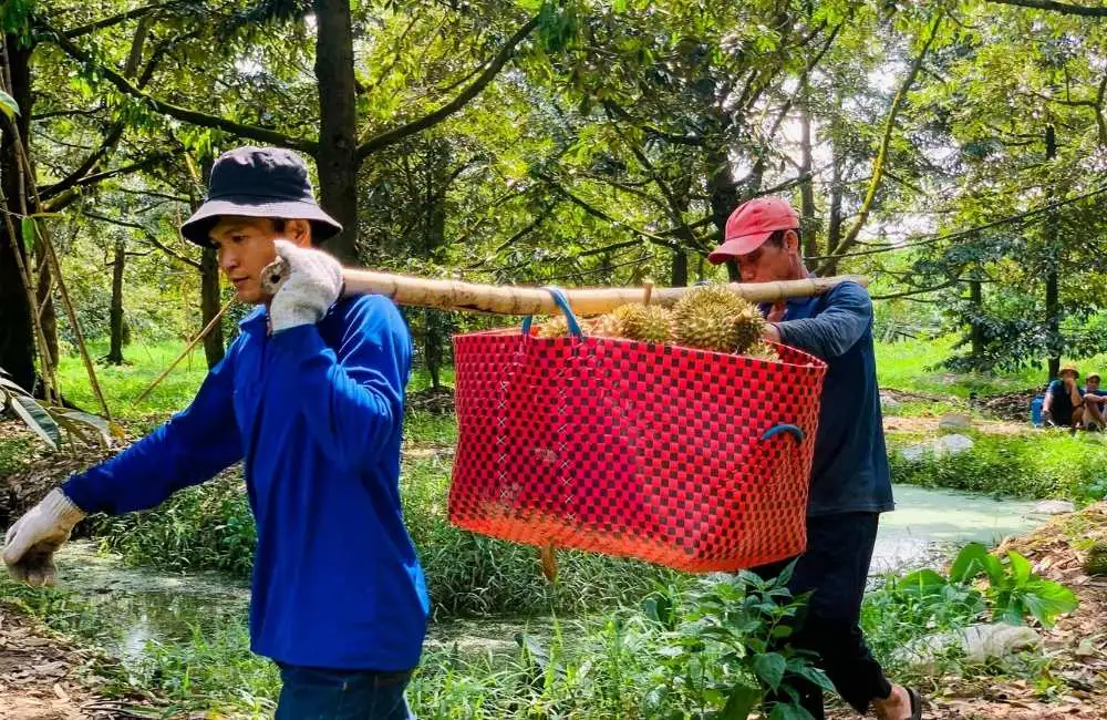 sầu riêng cấy mô