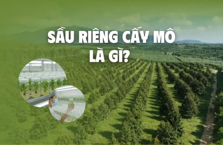 Sầu riêng cấy mô là gì? Công nghệ trồng hiện đại 2025
