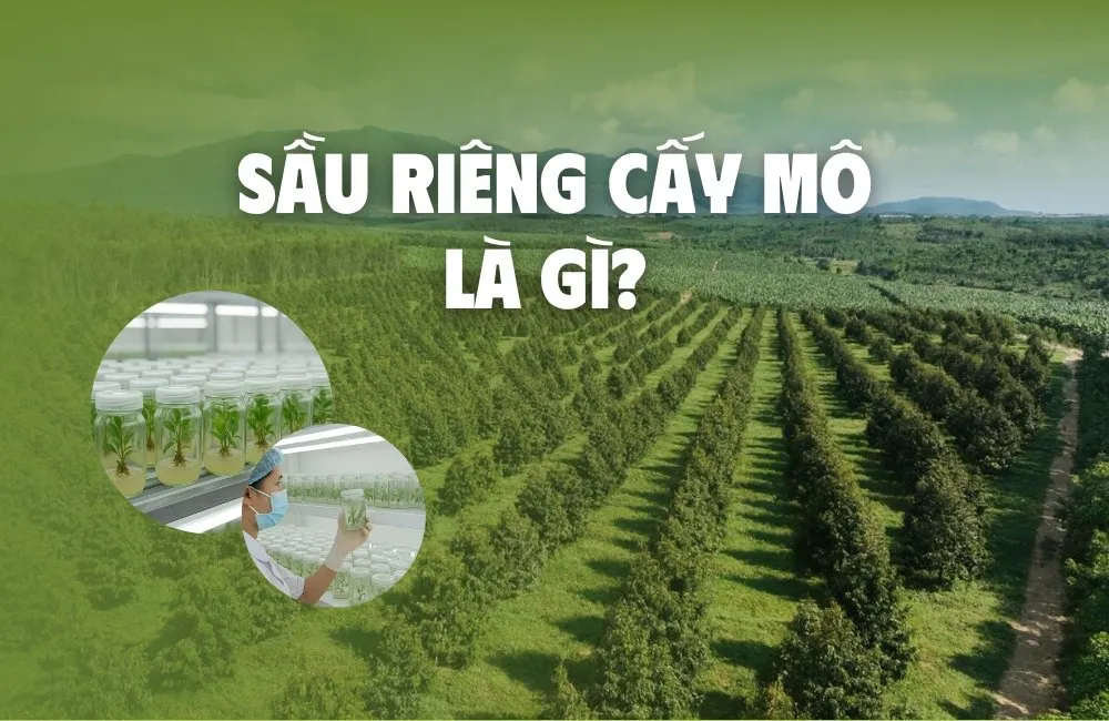 sầu riêng cấy mô là gì