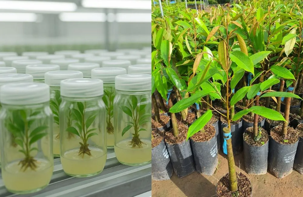 so sánh sầu riêng cấy mô và ghép