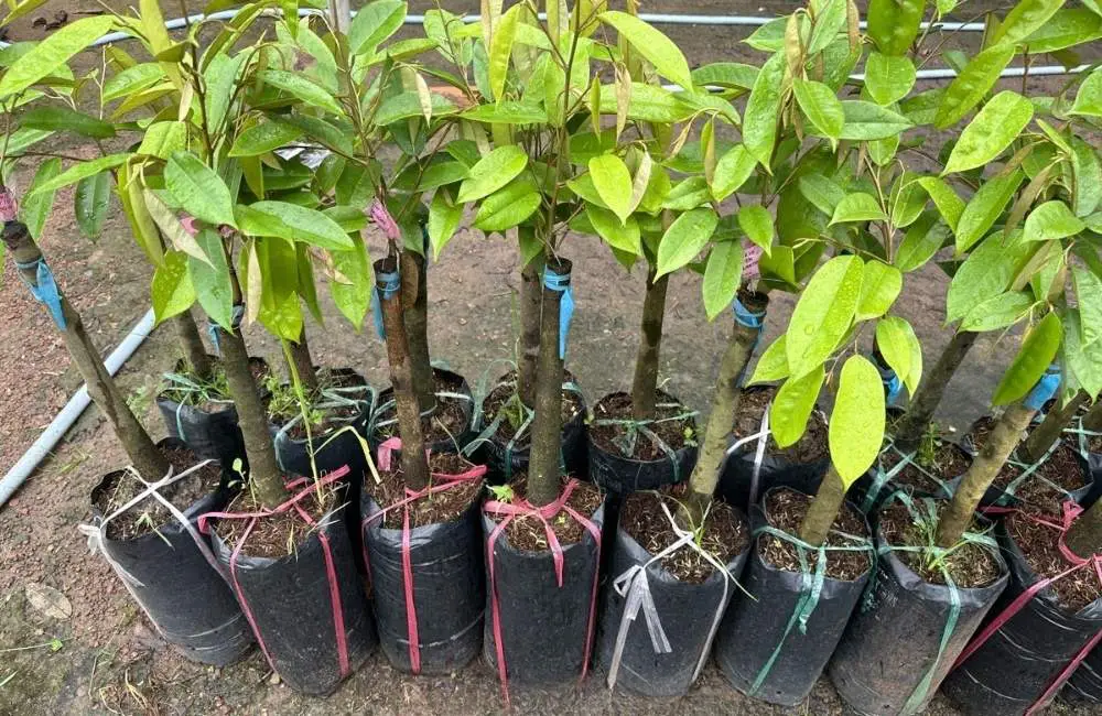 so sánh sầu riêng cấy mô và ghép