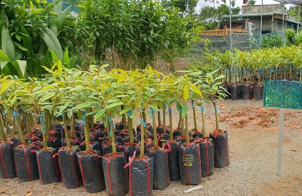 sầu riêng cấy mô và ghép