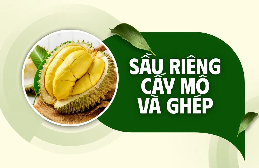 sầu riêng cấy mô và ghép