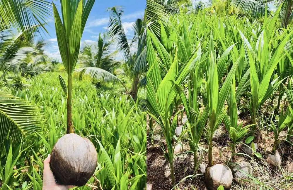 Quy trình dừa sáp cấy mô