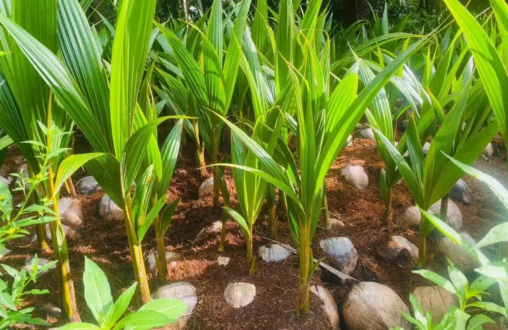 Quy trình ghép dừa sáp