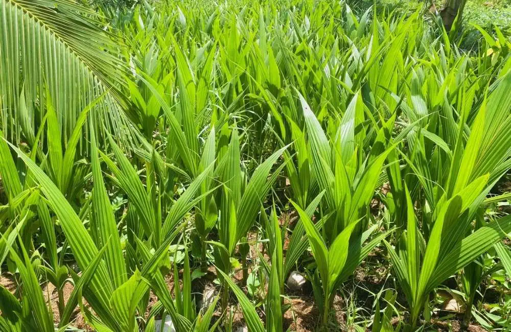 so sánh dừa cấy mô và ghép