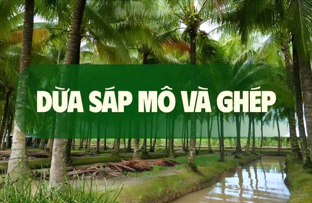 So sánh dừa sáp mô và ghép