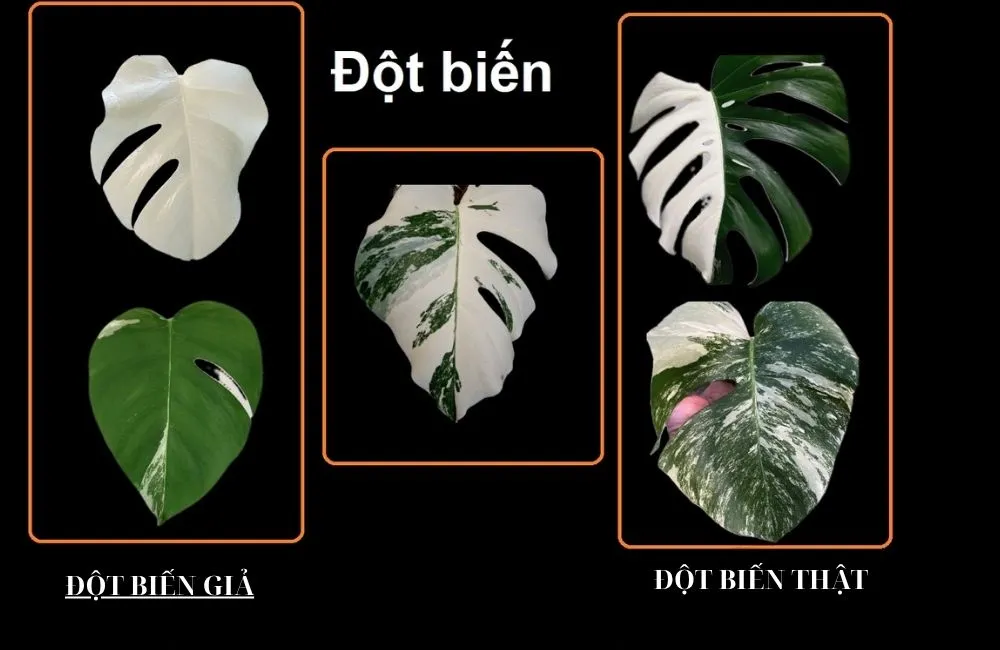 Phân biệt kiểng lá đột biến thật và kiểng lá đột biến giả