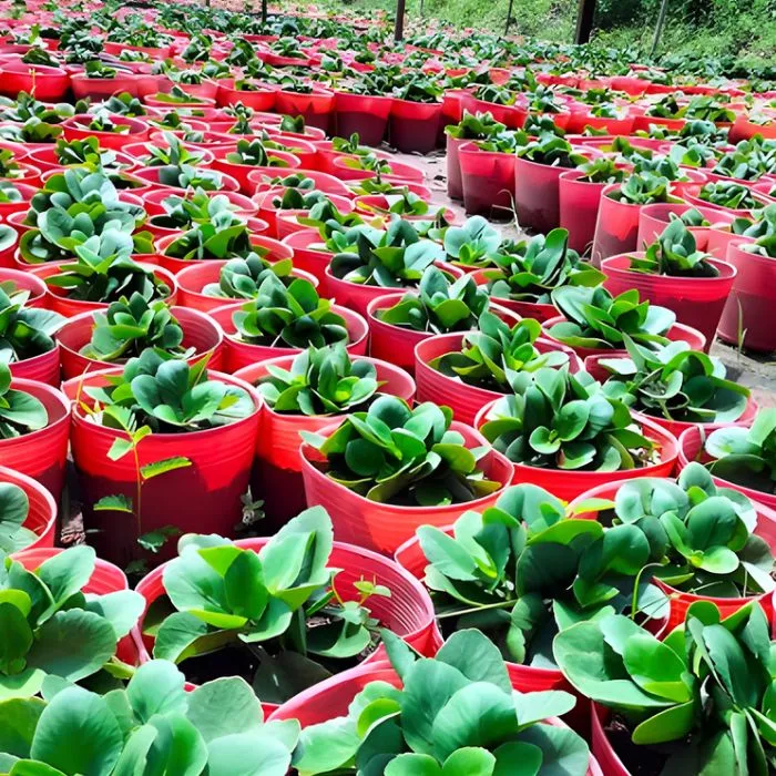 Sống Đời Hồng Cấy Mô