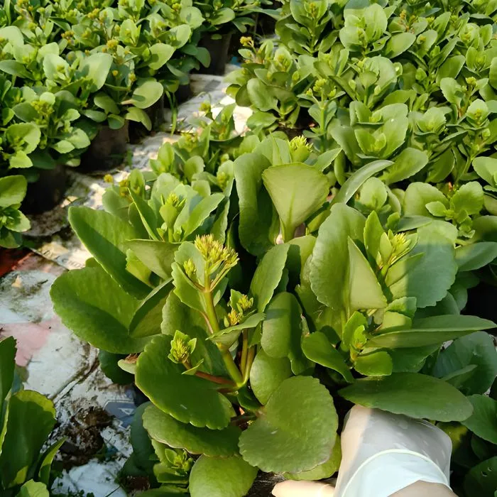 Sống đời hồng cấy mô