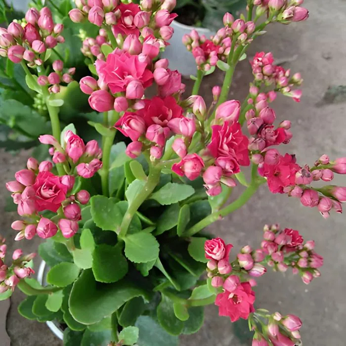 Sống đời hồng cấy mô