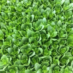 Sống đời hồng cấy mô