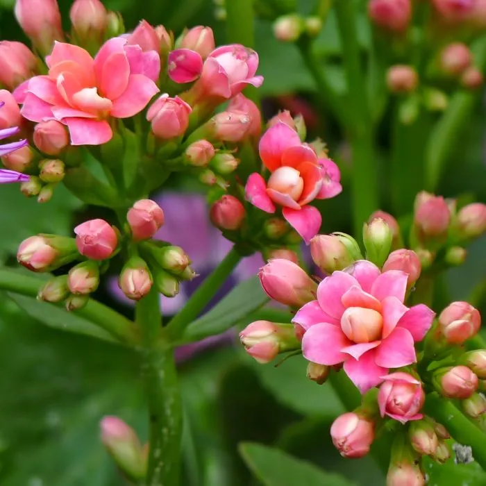 Hoa sống đời hồng cấy mô