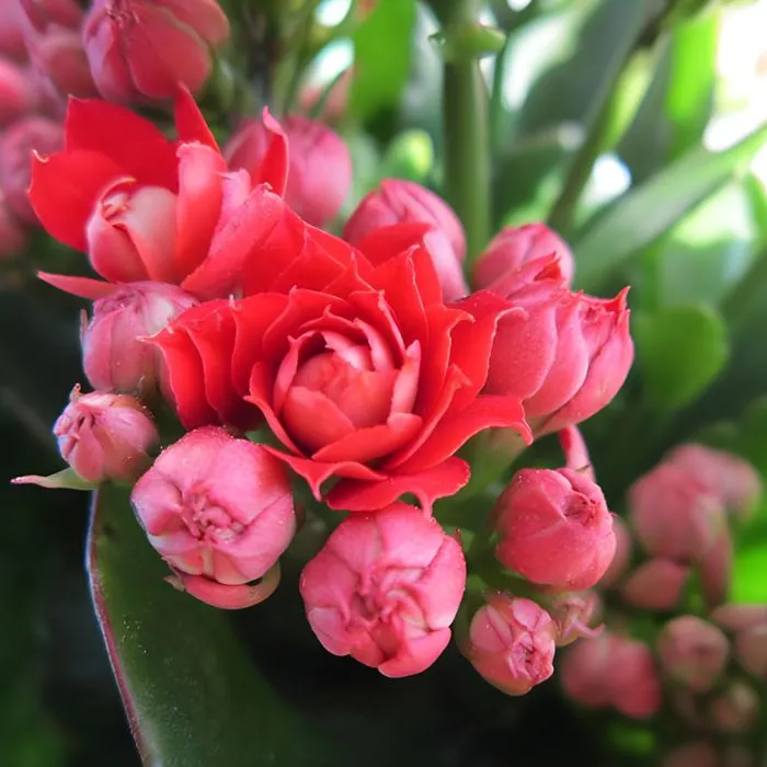 Hoa sống đời hồng cấy mô