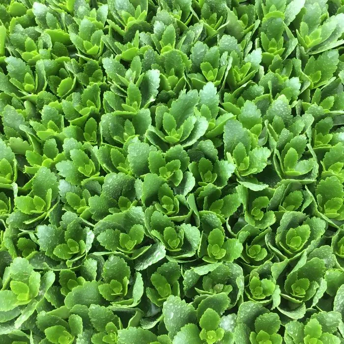 Sống Đời Hồng Cấy Mô