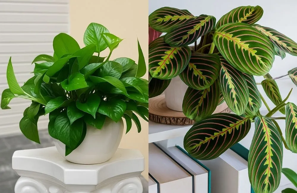 So sánh kiểng lá phổ thông và kiểng lá đột biến