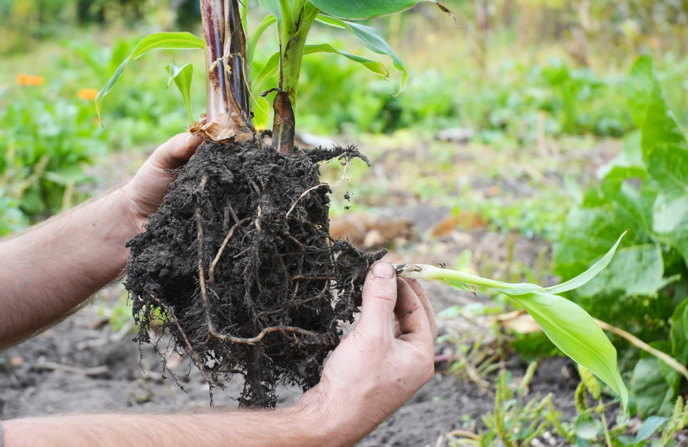 Chồi chuối khỏe mạnh được lựa chọn và tách ra từ gốc cây mẹ trong ruộng chuối