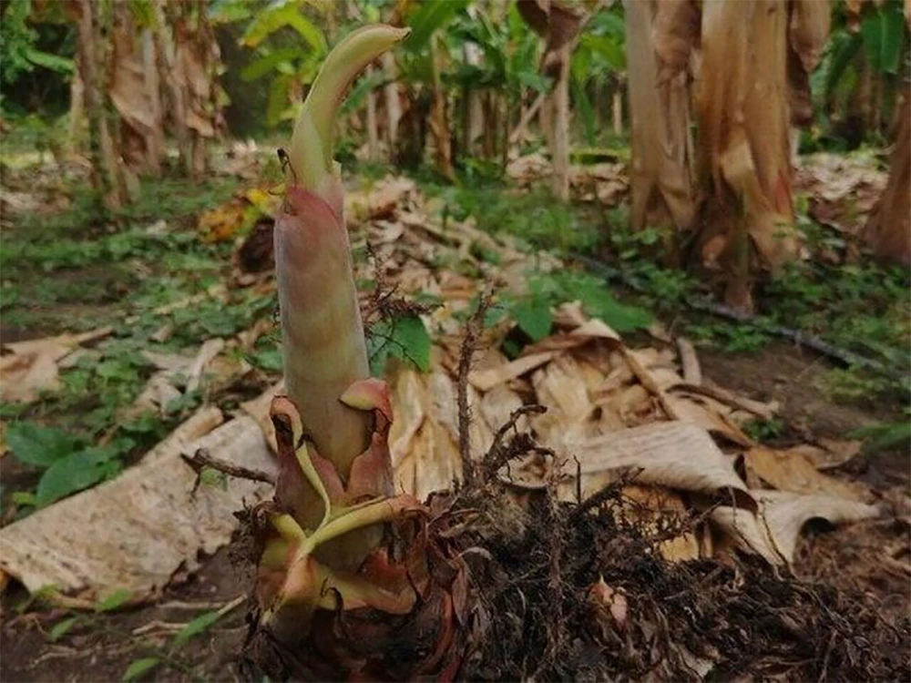 Tách chồi chuối – Bước kỹ thuật quan trọng đòi hỏi sự khéo léo và chính xác để đảm bảo chồi sống khỏe mạnh sau khi trồng