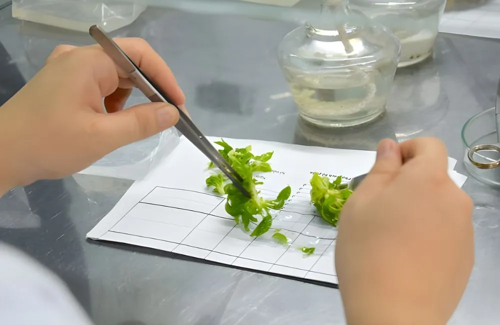 Quy trình nhân giống cây bằng công nghệ nuôi cấy mô tại ViGen
