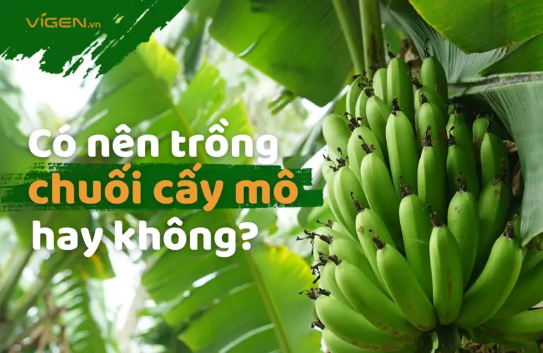 Tại sao nên trồng chuối cấy mô? 3 lý do để lựa chọn canh tác chuối cấy mô