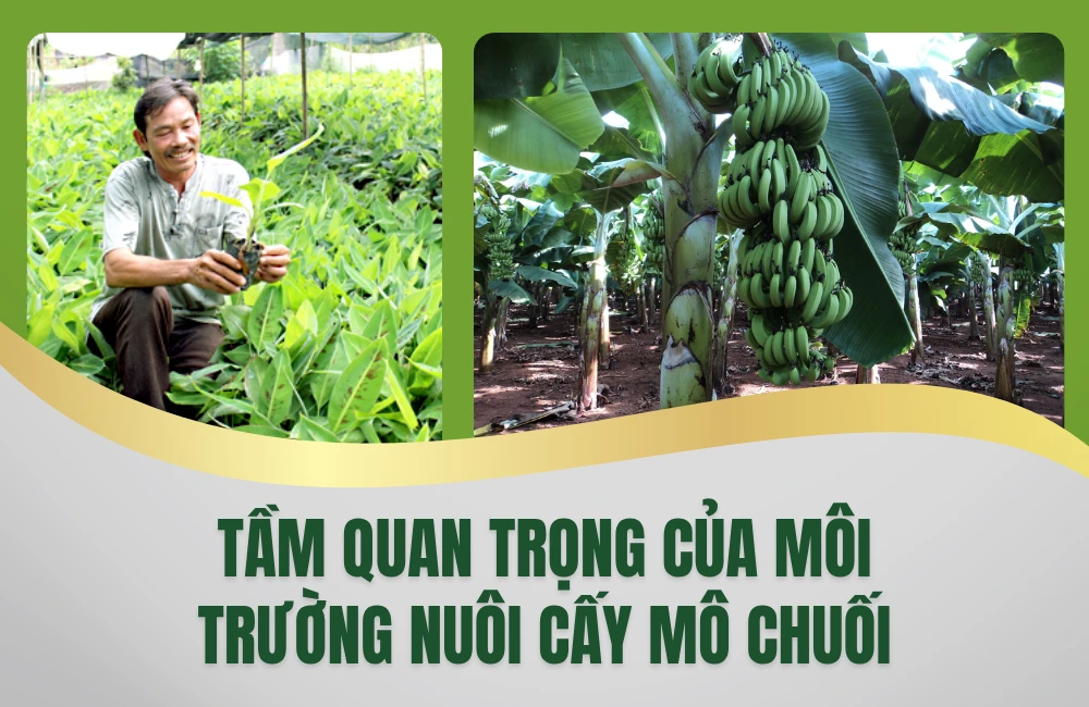 Vai trò của môi trường nuôi cấy mô chuối