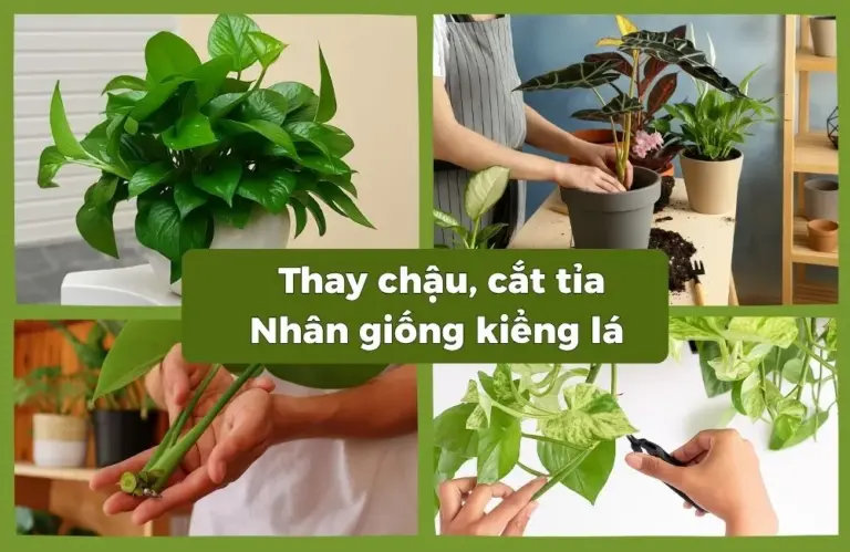 Kỹ thuật thay chậu, cắt tỉa và nhân giống cho kiểng lá