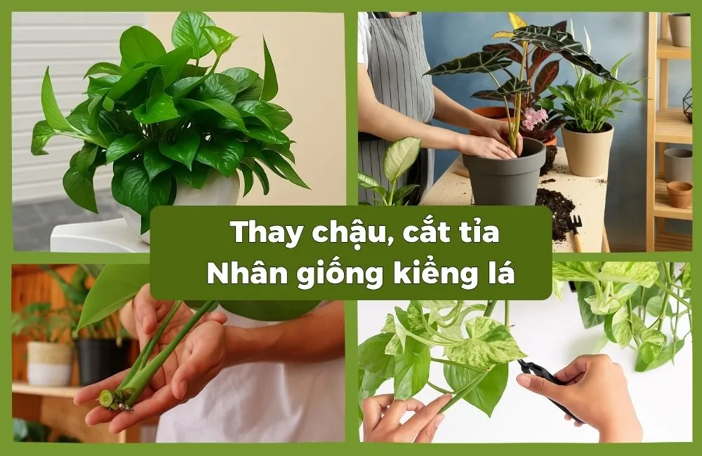 Kỹ thuật thay chậu, cắt tỉa và nhân giống cho kiểng lá