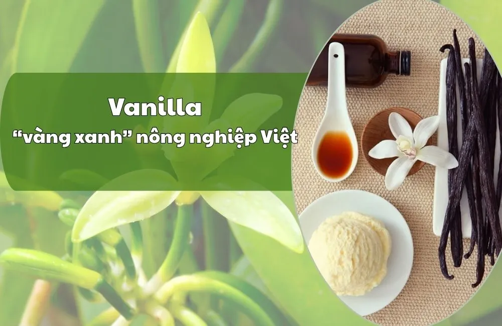 Thị trường vanilla rất tiềm năng
