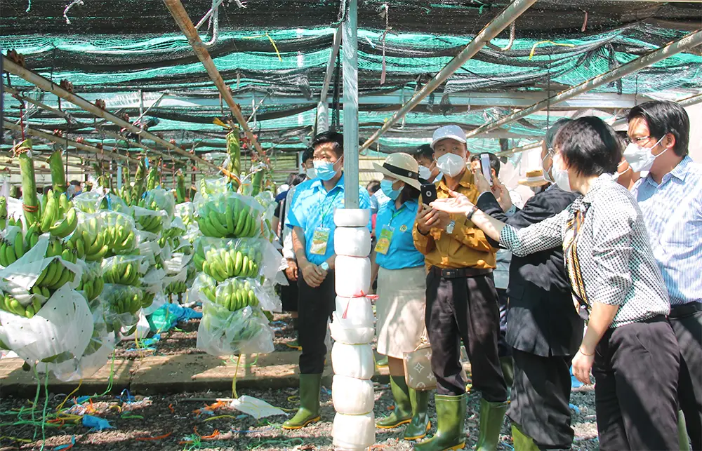 Chuối cấy mô Việt Nam chuẩn bị xuất khẩu sang các thị trường lớn như Trung Quốc, Nhật Bản và Hàn Quốc, thể hiện tiềm năng tăng trưởng mạnh của ngành chuối Việt