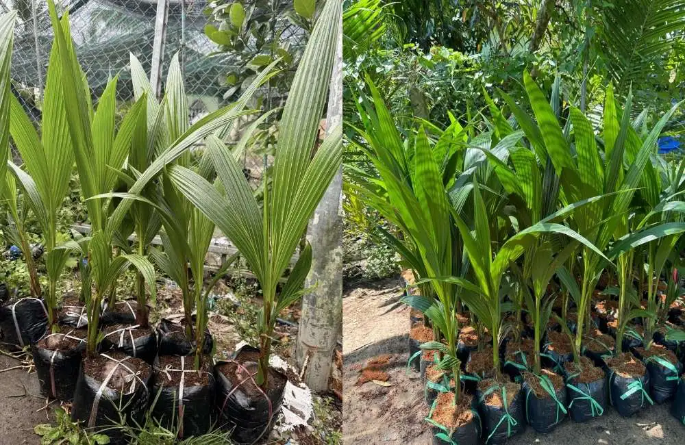 Phòng chuẩn bị môi trường dừa sáp