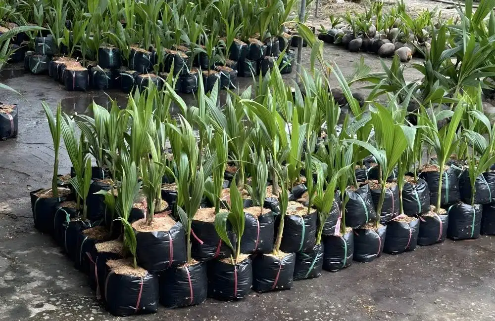 Phòng nuôi cây dừa sáp