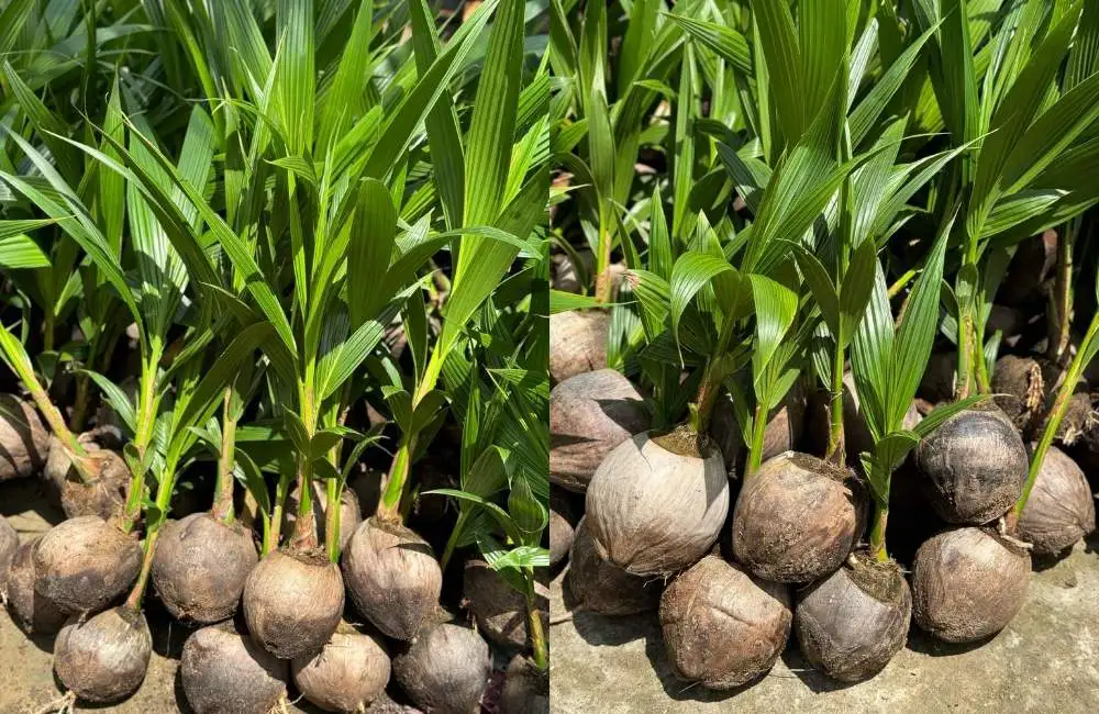 Khu vực trồng ngoài đồng