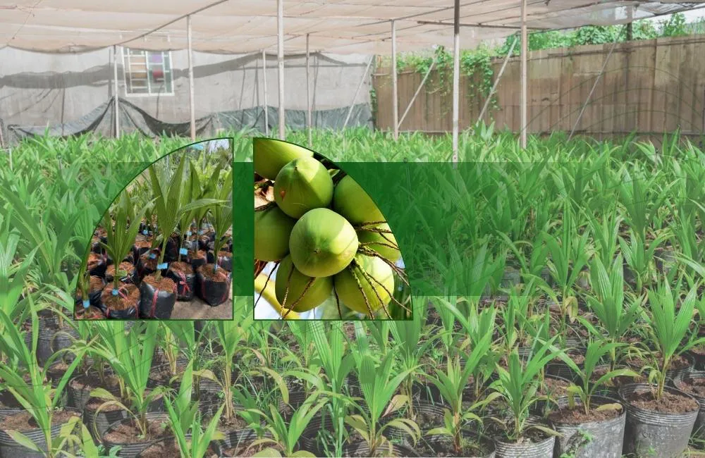 thiết bị trồng dừa cấy mô