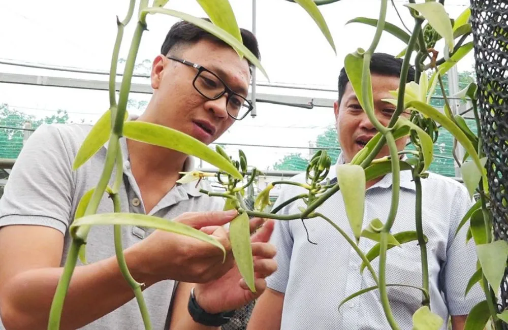 Thời gian và chi phí trồng vanilla