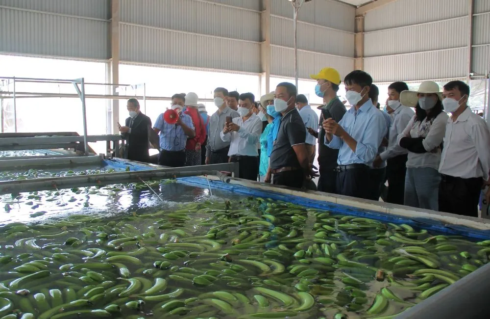 xử lý chuối sau thu hoạch