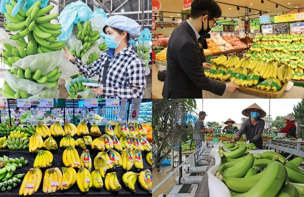 Xuất khẩu chuối sau thu hoạch