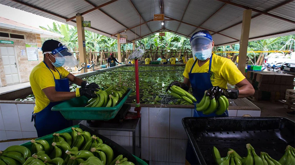 Mô hình trồng chuối cấy mô cho ra hoa và thu hoạch đồng loạt, giúp tối ưu chi phí lao động và tăng hiệu quả xuất khẩu