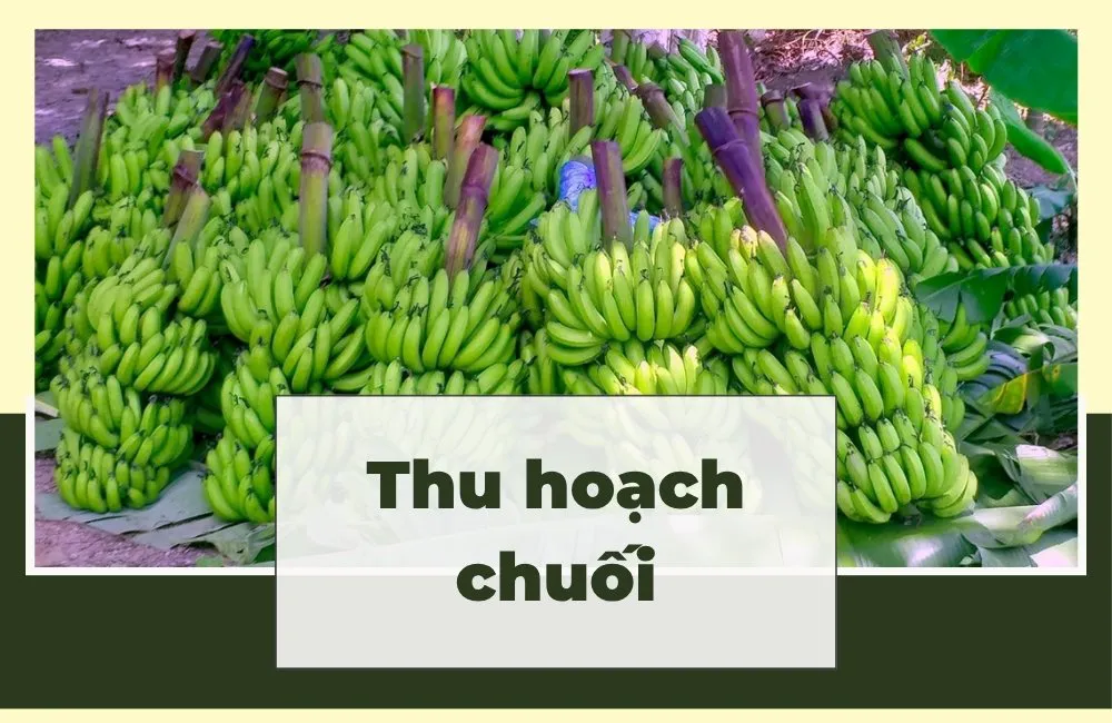 thu hoạch chuối