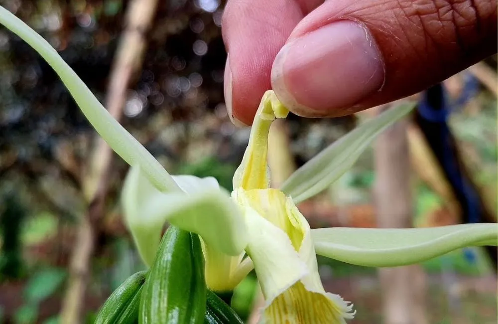 Kỹ thuật thụ phân cho hoa Vanilla